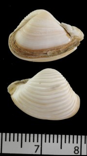 シコロクチベニガイ Corbula formosensis small