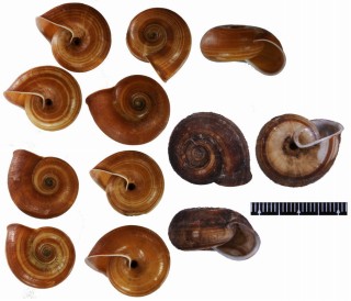 マフォールビロウドマイマイ (仮称) Chloritis maforensis small