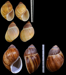 モリスオオアカマイマイ (仮称) Megalobulimus mauricius small
