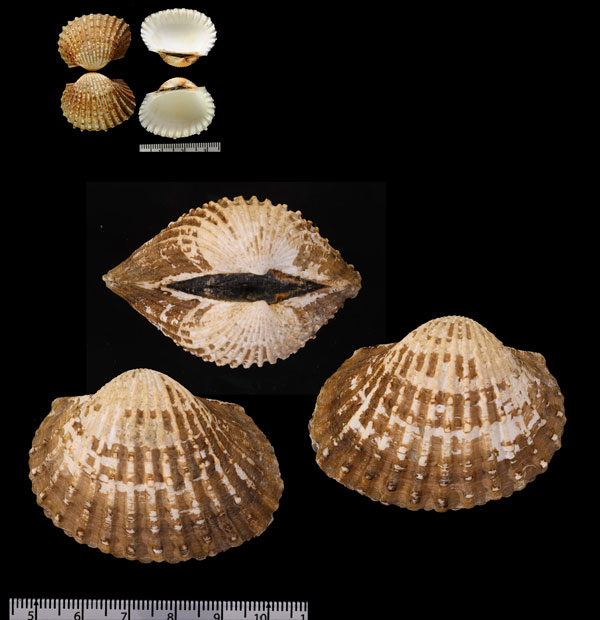 フクレハイガイ Tegillarca paucigranosa small