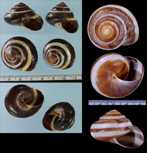 ウズマキニジカケマイマイ Asperitas trochus penidae small