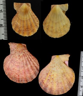 バーネットツヅレナデシコ Semipallium barnetti small