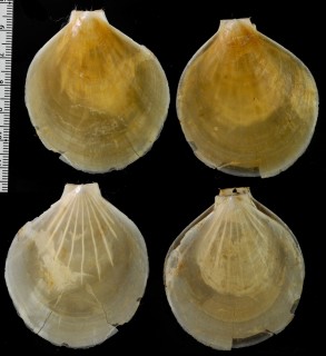 ドールワタゾコツキヒ Propeamussium dalli small