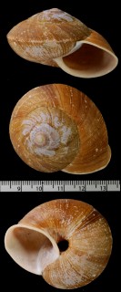 スインホウマイマイ Nesiohelix swinhoei small