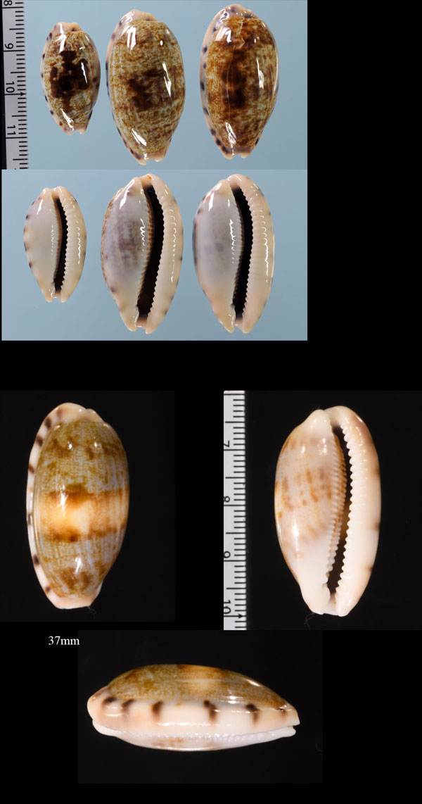 パナマエダカラ Talostolida pellucens panamensis small