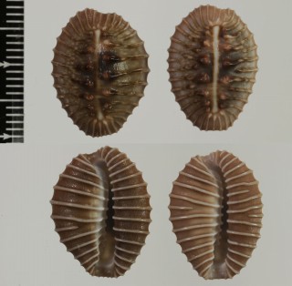 ボタンシラタマ Trivia radians small