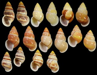 エンガノマレイマイマイ Amphidromus enganoensis small