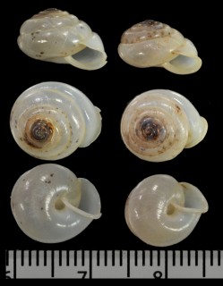 リュクサンブールネジレガイ (仮称) Streptaxis luetzelburgi small
