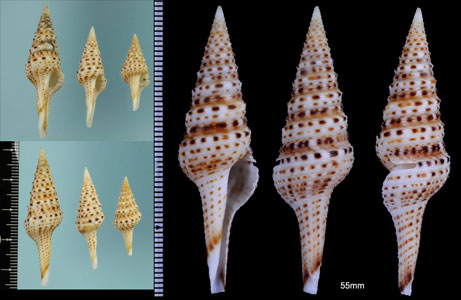 フリードリッヒクダマキ (仮称) Gemmula friedrichbonhoefferi small