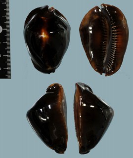 ロッセルダカラ サティアタ Zoila rosselli satiata small