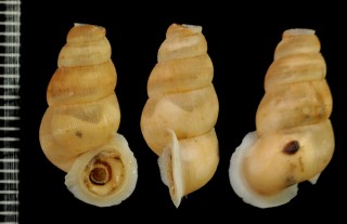 バーカークチヒレ (仮称) Choanopoma barkeri small
