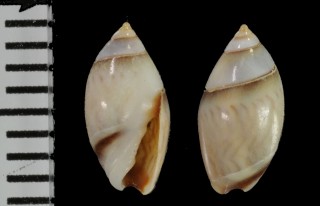 ベロームシボタル Olivella verreauxi small