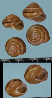 タネガシママイマイ Satsuma tanegashimae small