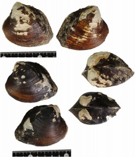 パラナヌマガイ (仮称) Castalia undosa small