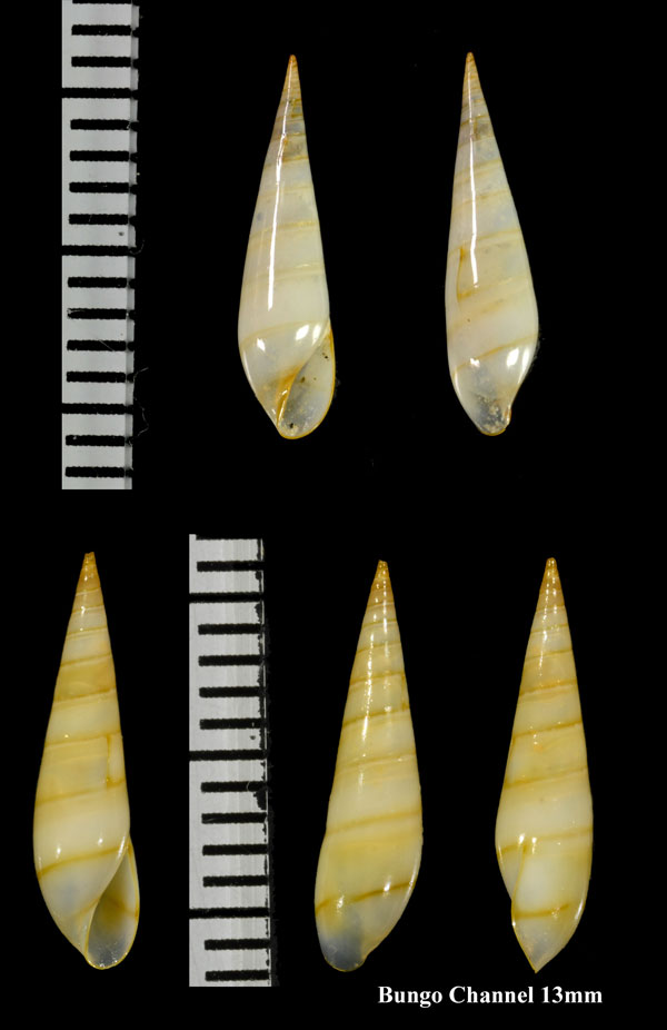 ヒトスジハリゴウナ Eulima unilineata small