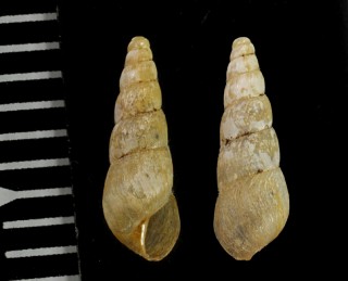 チイサホソオカチョウジガイ (仮称) Opeas pumilum small