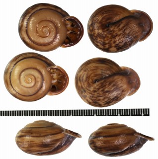 ブルンナーサカダチマイマイ (仮称) Anostoma brunneum small