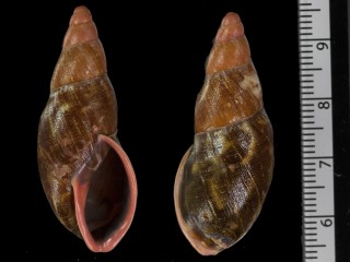 ナガクビレマイマイ Gonyostomus egregius small