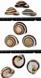 ミナジャノメココアマイマイ (仮称) Caracolus marginella mina small