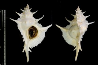 ガンゼキバショウ Siratus alabaster small