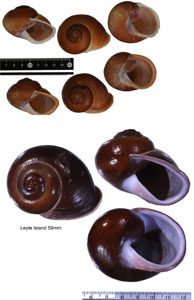 ボホールオオチャスジタニシマイマイ (仮称) Calocochlia cryptica latitans small