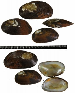 エクスパンサスヌマガイ (仮称) Diplodon expansus small