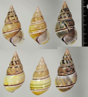 イグチイトヒキマイマイ Liguus fasciatus sissilabre small