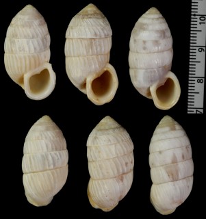 アグアヨオオタワラ (仮称) Cerion aguayoi small