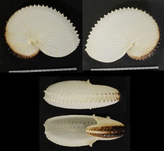 チリメンアオイガイ Argonauta nodosa small