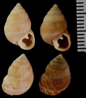 ダーウィントウガタマイマイ (仮称) Naesiotus darwini small