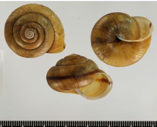 レブンマイマイ Karaftohelix miranda small