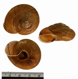 ミヤマヒダリマキマイマイ Euhadra scaevola small