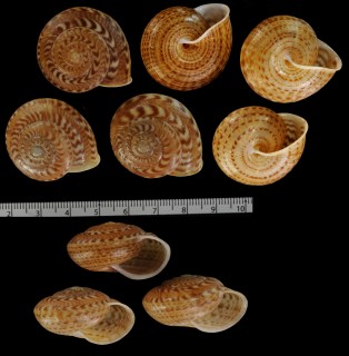 ピルスブリヒモマキマイマイ Solaropsis pilsbryi small