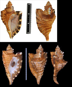 ブラジルコウモリボラ Cymatium raderi small