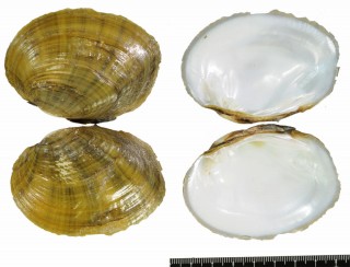 オルビスヌマガイ (仮称) Actinonaias ligamentina orbis small