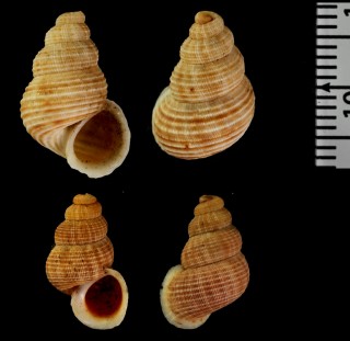 ルピスオカカニモリ (仮称) Tudora rupis small
