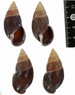 コムラサキナガマイマイ (仮称) Kora corallina small