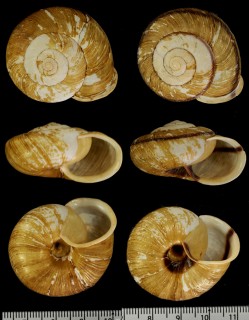 ヒラマイマイ Euhadra eoa eoa small