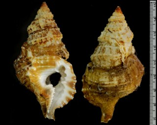 カゴメイボボラ Distorsio decussata small