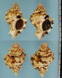 トゲクダモノツブリボラ Phyllonotus peratus small
