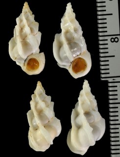 ソエギイトカケ Epitonium statuminatum small