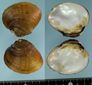 シマカワボタンガイ Ellipsaria lineolata small