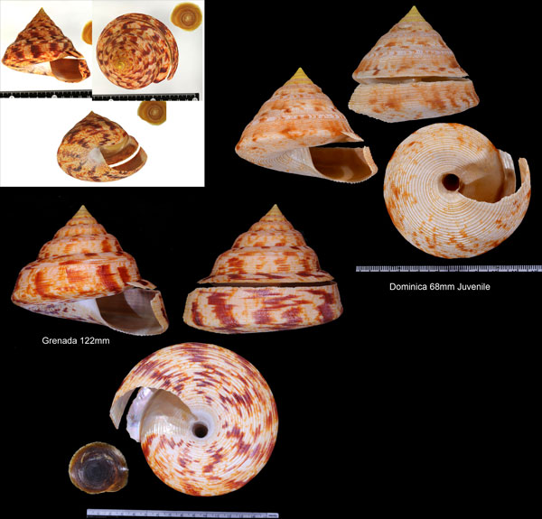 アダンソンオキナエビス Entemnotrochus adansonianus small