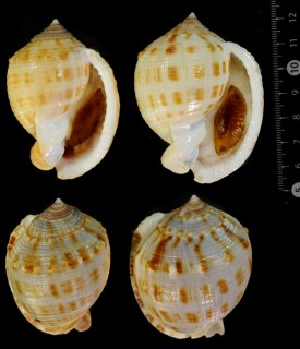 コウラシマ Phalium centiquadrata small