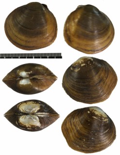 セイタカカワボタン Obovaria subrotunda small