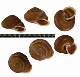 メラーチャオオシワクチマイマイ （仮称） Neocepolis merarcha small