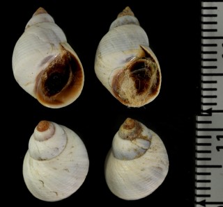 オーストラリアタマキビ Austrolittorina unifasciata small