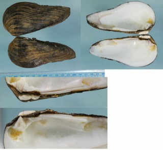 ネジレササノハ Arconaia lanceolata small
