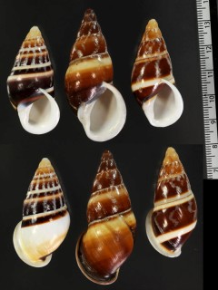 タケノコマイマイ Chrysallis virgata small