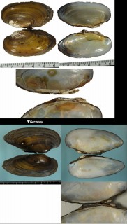 ペインターヌマガイ (仮称) Unio pictorum small